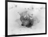 Frozen Sled Dog-null-Framed Photographic Print