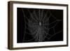 Frozen Spider Web-Anagramm-Framed Photographic Print