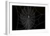 Frozen Spider Web-Anagramm-Framed Photographic Print