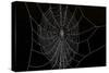 Frozen Spider Web-Anagramm-Stretched Canvas