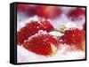 Frozen Strawberries-Dieter Heinemann-Framed Stretched Canvas