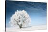 Frozen Tree on Winter Field and Blue Sky-Dudarev Mikhail-Stretched Canvas