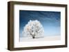 Frozen Tree on Winter Field and Blue Sky-Dudarev Mikhail-Framed Photographic Print