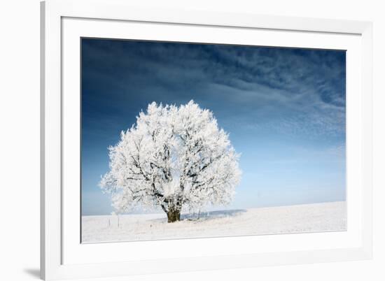 Frozen Tree on Winter Field and Blue Sky-Dudarev Mikhail-Framed Photographic Print