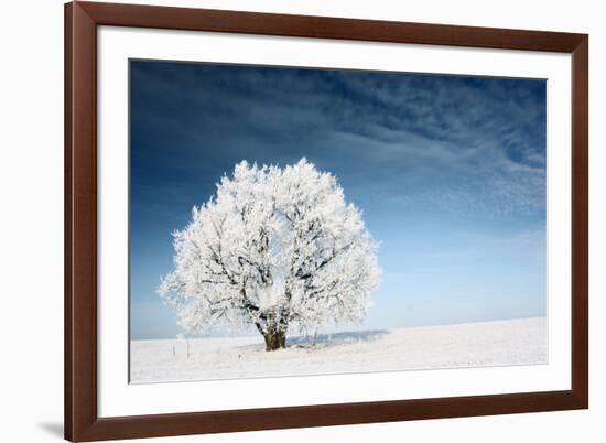 Frozen Tree on Winter Field and Blue Sky-Dudarev Mikhail-Framed Photographic Print