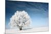 Frozen Tree on Winter Field and Blue Sky-Dudarev Mikhail-Mounted Photographic Print