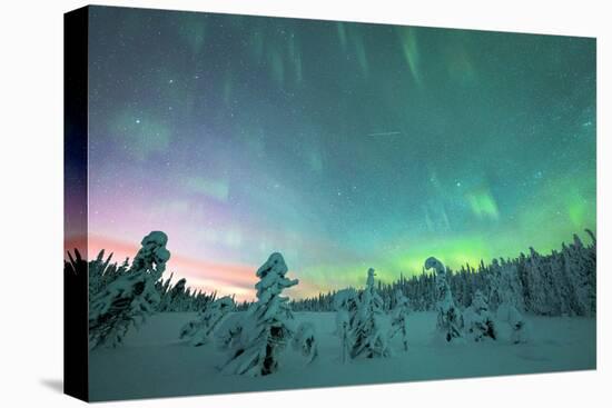 Frozen trees in the snow under the multi colored sky during the Northern Lights (Aurora Borealis)-Roberto Moiola-Stretched Canvas