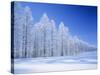 Frozen Trees-null-Stretched Canvas