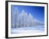 Frozen Trees-null-Framed Photographic Print