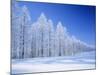 Frozen Trees-null-Mounted Photographic Print