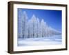 Frozen Trees-null-Framed Photographic Print