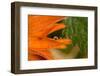 Frozen water drop on flower petal, orange marigold-Paivi Vikstrom-Framed Photographic Print