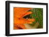 Frozen water drop on flower petal, orange marigold-Paivi Vikstrom-Framed Photographic Print