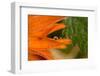 Frozen water drop on flower petal, orange marigold-Paivi Vikstrom-Framed Photographic Print