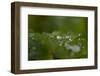 Frozen water droplets on a green leaf-Paivi Vikstrom-Framed Photographic Print