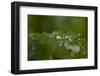 Frozen water droplets on a green leaf-Paivi Vikstrom-Framed Photographic Print
