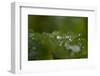 Frozen water droplets on a green leaf-Paivi Vikstrom-Framed Photographic Print