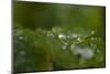 Frozen water droplets on a green leaf-Paivi Vikstrom-Mounted Photographic Print