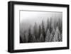 Frozen Winter Forest in the Fog-BSANI-Framed Photographic Print