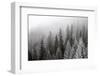 Frozen Winter Forest in the Fog-BSANI-Framed Photographic Print