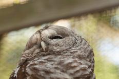 Barred Owl-FrozenTime-Photographic Print