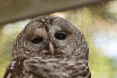 Barred Owl-FrozenTime-Photographic Print