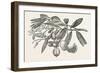 Fruit and Flowers of the Eve's Apple-null-Framed Giclee Print