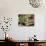 Fruit and Vegetable Stand in the Central Market, Mazatlan, Mexico-Charles Sleicher-Photographic Print displayed on a wall