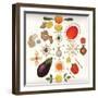 Fruit and Vegetables-Wayne Anderson-Framed Giclee Print