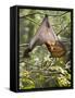 Fruit Bat (Flying Fox) (Chiroptera, Pteropodidae)-Rolf Richardson-Framed Stretched Canvas
