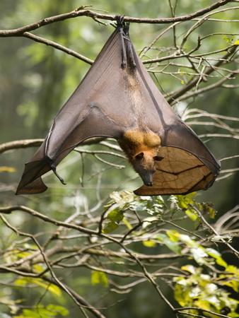 Fruit Bat (Flying Fox) (Chiroptera, Pteropodidae)' Photographic Print -  Rolf Richardson | AllPosters.com