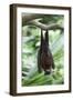 Fruit Bat-Lantern Press-Framed Art Print