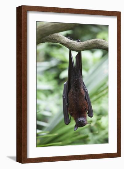 Fruit Bat-Lantern Press-Framed Art Print