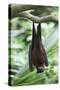Fruit Bat-Lantern Press-Stretched Canvas