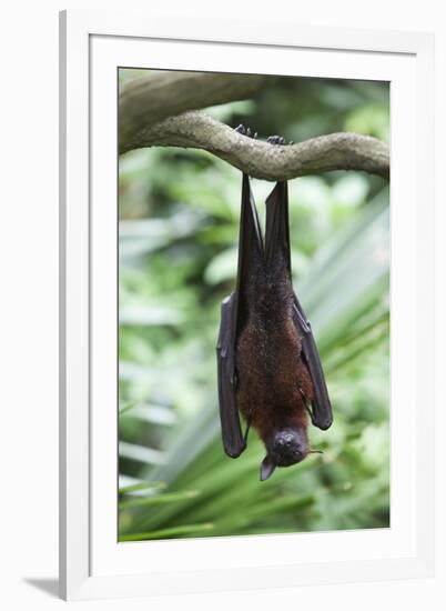 Fruit Bat-Lantern Press-Framed Art Print