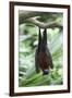 Fruit Bat-Lantern Press-Framed Art Print