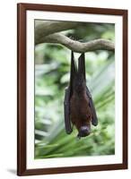 Fruit Bat-Lantern Press-Framed Art Print