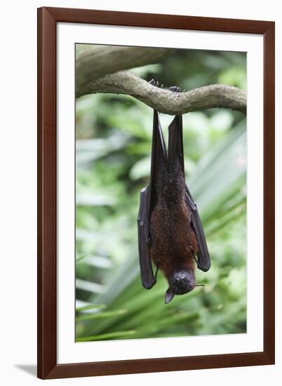 Fruit Bat-Lantern Press-Framed Art Print