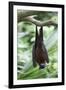 Fruit Bat-Lantern Press-Framed Art Print