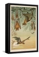 Fruit Bats Hanging in Trees and Flying During a Full Moon-null-Framed Stretched Canvas