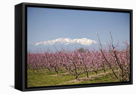 Fruit Blossom, Mount Canigou, Pyrenees Oriental, Languedoc-Roussillon, France, Europe-Mark Mawson-Framed Stretched Canvas