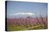 Fruit Blossom, Mount Canigou, Pyrenees Oriental, Languedoc-Roussillon, France, Europe-Mark Mawson-Stretched Canvas