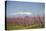 Fruit Blossom, Mount Canigou, Pyrenees Oriental, Languedoc-Roussillon, France, Europe-Mark Mawson-Stretched Canvas