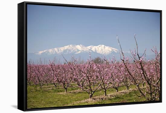 Fruit Blossom, Mount Canigou, Pyrenees Oriental, Languedoc-Roussillon, France, Europe-Mark Mawson-Framed Stretched Canvas