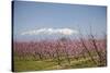 Fruit Blossom, Mount Canigou, Pyrenees Oriental, Languedoc-Roussillon, France, Europe-Mark Mawson-Stretched Canvas