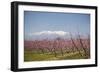 Fruit Blossom, Mount Canigou, Pyrenees Oriental, Languedoc-Roussillon, France, Europe-Mark Mawson-Framed Photographic Print