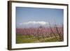 Fruit Blossom, Mount Canigou, Pyrenees Oriental, Languedoc-Roussillon, France, Europe-Mark Mawson-Framed Photographic Print