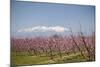 Fruit Blossom, Mount Canigou, Pyrenees Oriental, Languedoc-Roussillon, France, Europe-Mark Mawson-Mounted Photographic Print