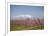 Fruit Blossom, Mount Canigou, Pyrenees Oriental, Languedoc-Roussillon, France, Europe-Mark Mawson-Framed Photographic Print