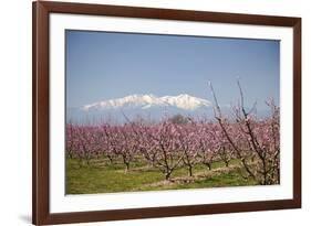 Fruit Blossom, Mount Canigou, Pyrenees Oriental, Languedoc-Roussillon, France, Europe-Mark Mawson-Framed Photographic Print